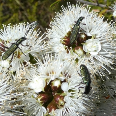 Cleridae sp. (family) (Checkered beetle) at QPRC LGA - 18 Oct 2023 by Paul4K