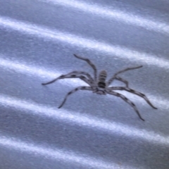Unverified Spider (Araneae) at Cunnamulla, QLD - 8 Oct 2023 by Christine