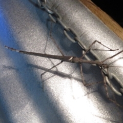 Unidentified Stick insect (Phasmatodea) at Cunnamulla, QLD - 8 Oct 2023 by Christine