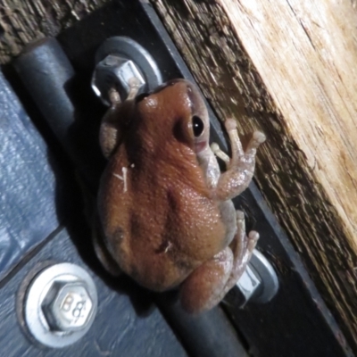 Unidentified Frog at Cunnamulla, QLD - 8 Oct 2023 by Christine