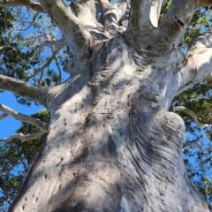 Corymbia maculata (Spotted Gum) at Narooma, NSW - 19 Oct 2023 by Steve818