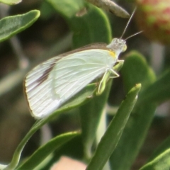 Unidentified White & Yellow (Pieridae) at Cunnamulla, QLD - 8 Oct 2023 by Christine