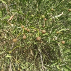 Unverified Plant at Cunnamulla, QLD - 9 Oct 2023 by Christine