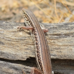 Unverified Skink at Cunnamulla, QLD - 10 Oct 2023 by Christine
