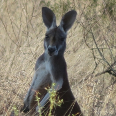 Osphranter rufus (Red Kangaroo) at Cunnamulla, QLD - 11 Oct 2023 by Christine