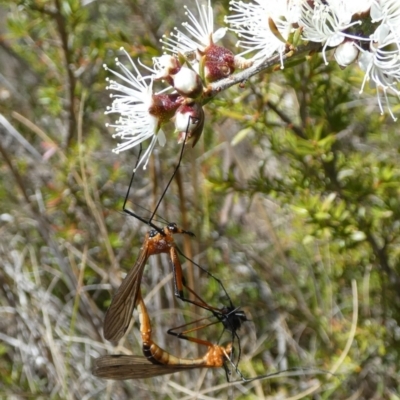 Harpobittacus australis (Hangingfly) at QPRC LGA - 18 Oct 2023 by Paul4K