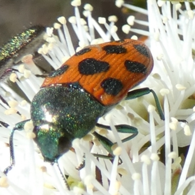 Castiarina octomaculata (A jewel beetle) at Borough, NSW - 18 Oct 2023 by Paul4K