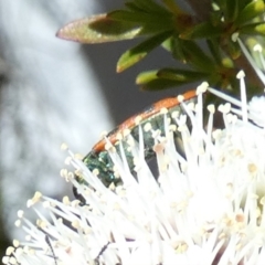 Castiarina octomaculata at Borough, NSW - 19 Oct 2023