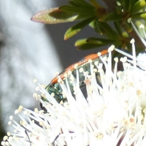 Castiarina octomaculata at Borough, NSW - suppressed