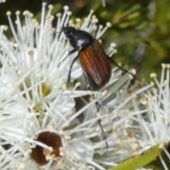 Phyllotocus sp. (genus) (Nectar scarab) at QPRC LGA - 18 Oct 2023 by Paul4K