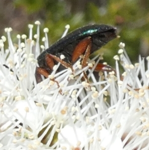 Lepturidea punctulaticollis at Borough, NSW - suppressed