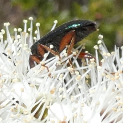 Lepturidea punctulaticollis (Red-legged comb-clawed beetle) at QPRC LGA - 18 Oct 2023 by Paul4K