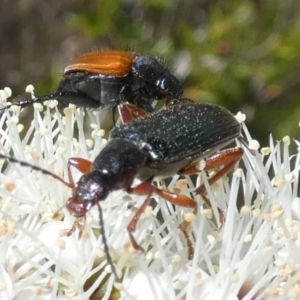 Lepturidea punctulaticollis at Borough, NSW - suppressed