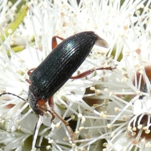 Lepturidea punctulaticollis at Borough, NSW - suppressed