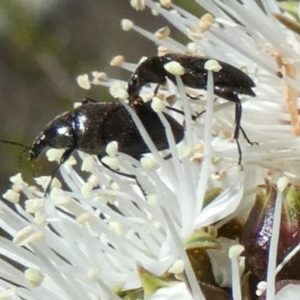 Neocistela ovalis at Borough, NSW - suppressed