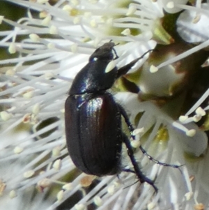 Neocistela ovalis at Borough, NSW - suppressed