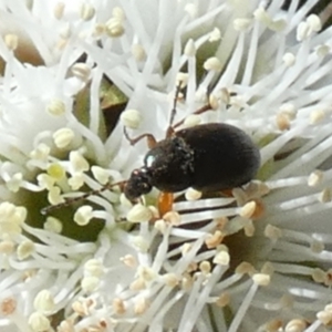 Neocistela ovalis at Borough, NSW - suppressed