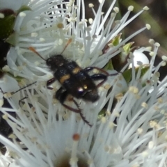 Cleridae sp. (family) (Checkered beetle) at Borough, NSW - 19 Oct 2023 by Paul4K