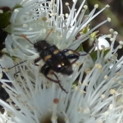 Cleridae sp. (family) (Checkered beetle) at QPRC LGA - 18 Oct 2023 by Paul4K