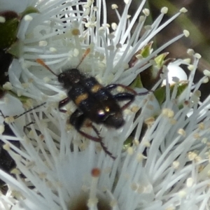 Cleridae sp. (family) at Borough, NSW - suppressed