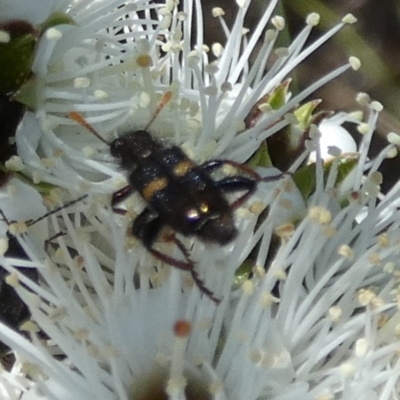 Cleridae sp. (family) (Checkered beetle) at Borough, NSW - 19 Oct 2023 by Paul4K