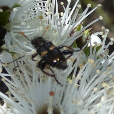 Cleridae sp. (family) (Checkered beetle) at Boro - 18 Oct 2023 by Paul4K