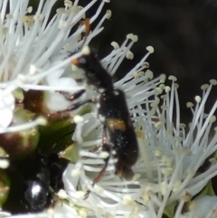 Cleridae sp. (family) at Borough, NSW - suppressed