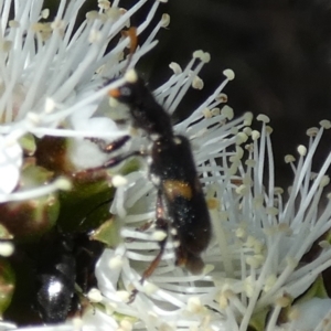 Cleridae sp. (family) at Borough, NSW - suppressed