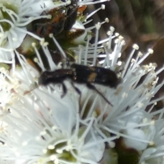 Cleridae sp. (family) at Borough, NSW - suppressed