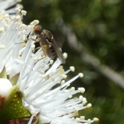 Unidentified Other true fly at Borough, NSW - 18 Oct 2023 by Paul4K