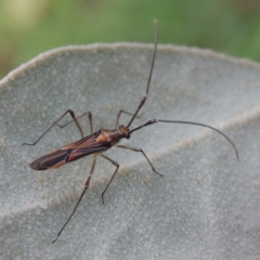 Rayieria acaciae (Acacia-spotting bug) at Conder, ACT - 3 May 2023 by michaelb