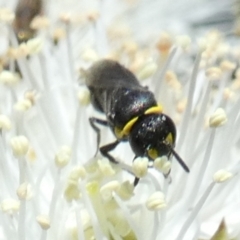Hylaeus (Gnathoprosopis) amiculiformis (A masked bee) at QPRC LGA - 18 Oct 2023 by Paul4K