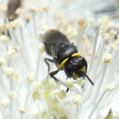Hylaeus (Gnathoprosopis) amiculiformis (A masked bee) at Borough, NSW - 19 Oct 2023 by Paul4K