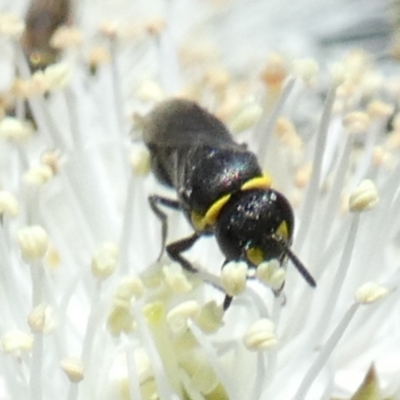 Hylaeus (Gnathoprosopis) amiculiformis (A masked bee) at Boro - 18 Oct 2023 by Paul4K