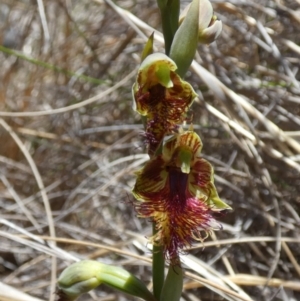 Calochilus campestris at Borough, NSW - suppressed