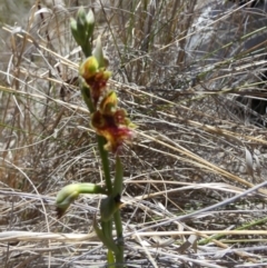 Calochilus campestris at Borough, NSW - 19 Oct 2023