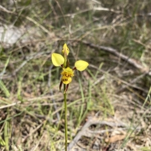 Diuris sulphurea at Kambah, ACT - 20 Oct 2023