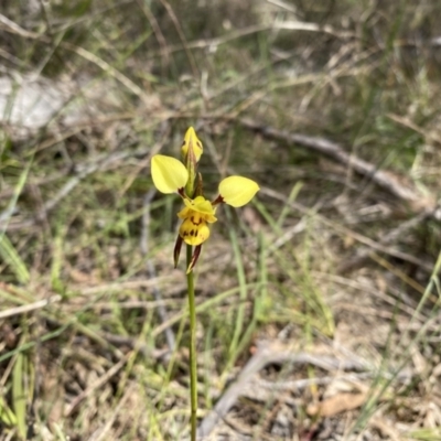 Diuris sulphurea (Tiger Orchid) at Mount Taylor - 20 Oct 2023 by Shazw