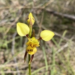 Diuris sulphurea at Kambah, ACT - 20 Oct 2023