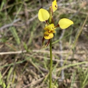 Diuris sulphurea at Kambah, ACT - 20 Oct 2023