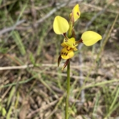 Diuris sulphurea at Kambah, ACT - 20 Oct 2023