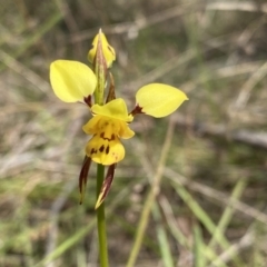 Diuris sulphurea at Kambah, ACT - 20 Oct 2023