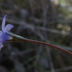 Wahlenbergia multicaulis (Tadgell's Bluebell) at Mayfield, NSW - 19 Oct 2023 by Paul4K