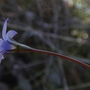 Wahlenbergia multicaulis at Mayfield, NSW - 19 Oct 2023