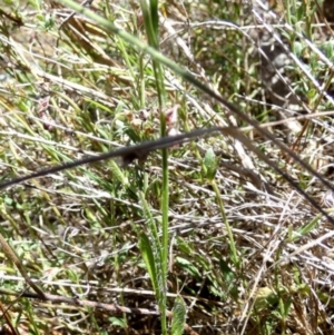 Wahlenbergia multicaulis at Mayfield, NSW - 19 Oct 2023