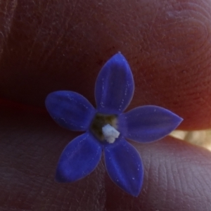 Wahlenbergia multicaulis at Mayfield, NSW - 19 Oct 2023