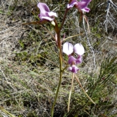 Diuris punctata (Purple Donkey Orchid) by Paul4K