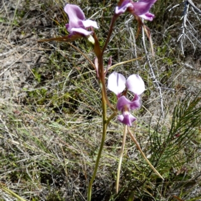 Diuris punctata var. punctata (Purple Donkey Orchid) at Boro - 19 Oct 2023 by Paul4K