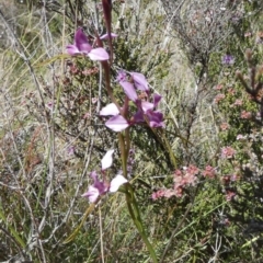 Diuris punctata at suppressed - suppressed