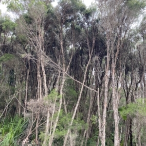 Melaleuca ericifolia at Vincentia, NSW - 4 Oct 2023